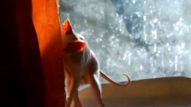 ПРИКОЛЫ. Крыся и буся. Сфинксы рулят смотреть онлайн