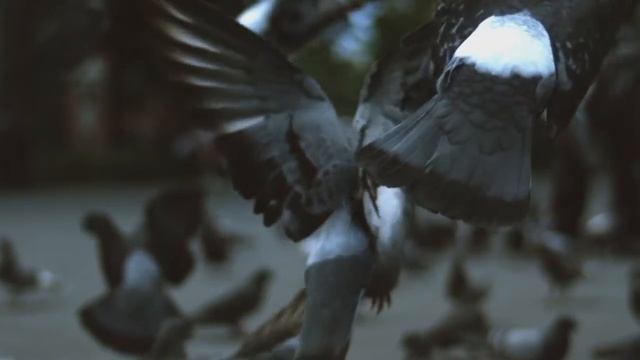 "Твоя улыбка- настроение" музыка и исп.Олег Сапегин,слова Олег Танцюра,Олег Сапегин смотреть онлайн