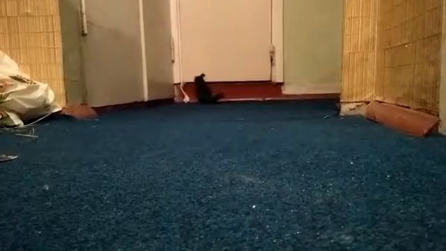 Chinchilla runs смотреть онлайн