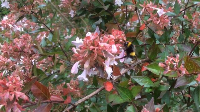 Abélia à grandes fleurs 'Abelia grandiflora" Les bourdons Attaquent смотреть онлайн
