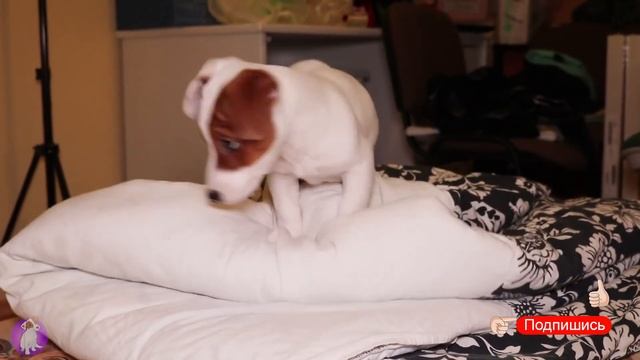 24 часа с ЛОКИ БОБО ? Говорящая собака Локи Бобо ? Влог - 6 серия смотреть онлайн