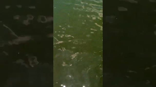 Best bow fishing adventure ever with Bloody Boat adventures смотреть онлайн