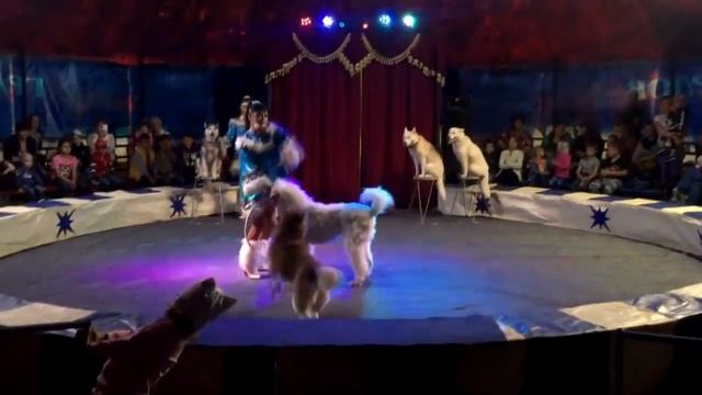 Шоу Хаски Шоу с собаками Дог - шоу в Москве Vip Dog-show Moscow шоу на корпоратив 8(901)505-21-58