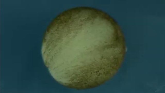 Gastrulation and Neurulation (Xenopus laevis) смотреть онлайн