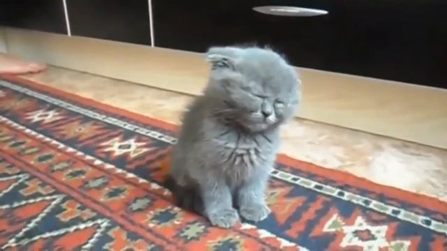 милые котята смотреть онлайн