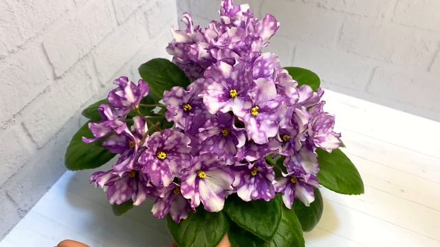 ЕЛ-Фиалки | Очень красивый сеянец | Любовь Еременко смотреть онлайн