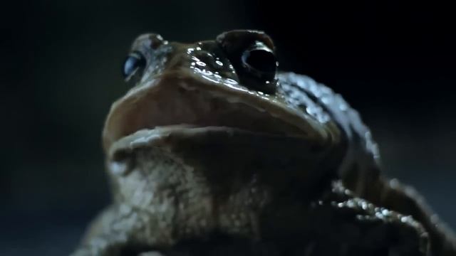Ford Falcon Funny Banned Commercial Australia 2012 смотреть онлайн