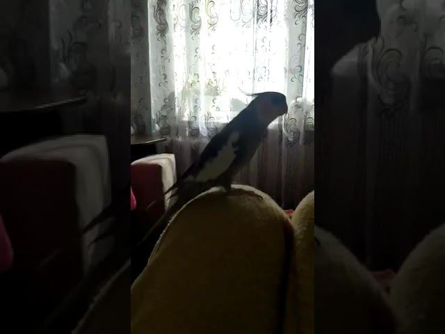 Корелла говорит без остановки! смотреть онлайн