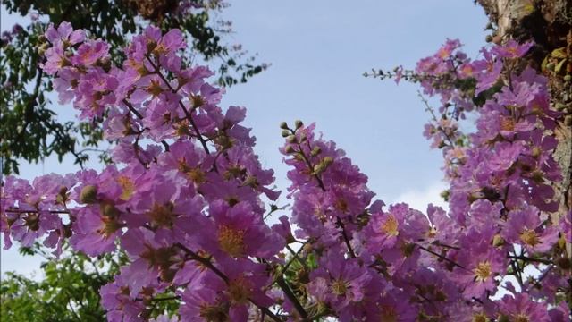 " ENDLESS BLOOMS " .....of Lagerstroemia Speciosa Trees @ riverPark , Bishan ! смотреть онлайн