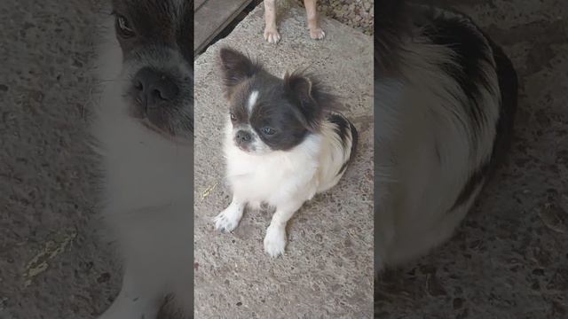 наш красавчик Купидон чихуахуа питомник Кастропуло Крым смотреть онлайн
