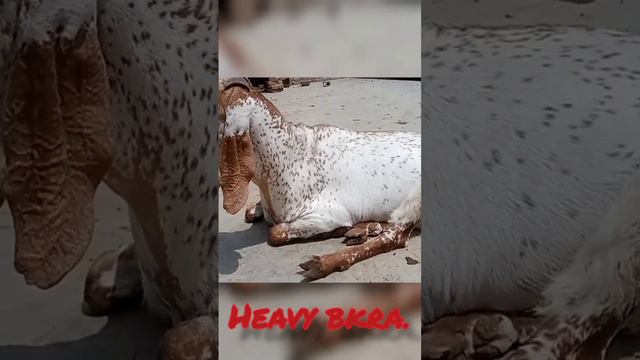 FULL HEAVY BKRA IN QABOOLA.......Full white mukhi china смотреть онлайн