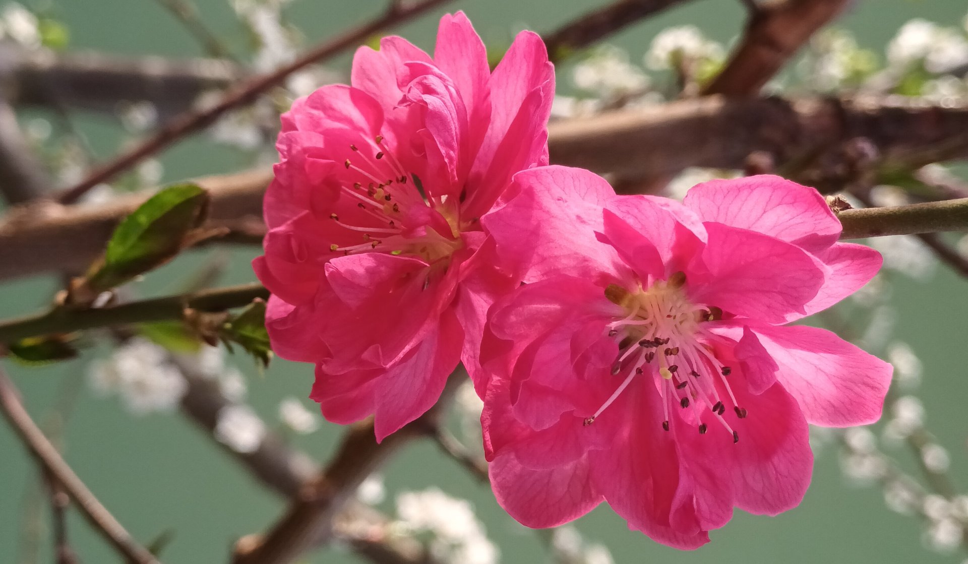 Цветение персика "Таофлора Рэд" смотреть онлайн