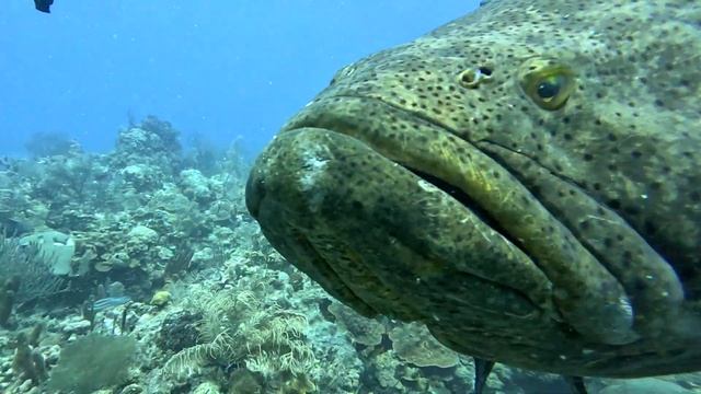 Гигантский групер - уникальная рыба Карибского моря. смотреть онлайн