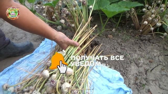 Как хранить семена чеснока до момента посева осенью?