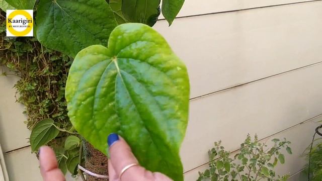 All about betel leaf plant with subtitles || નાગરવેલ વિશે સંપૂર્ણ માહિતી ||KAARIGIRI by Mayuri Pate смотреть онлайн