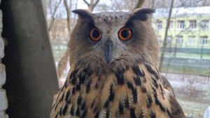 Утро снежное. Сова Ёль постучалась показать снег. Тренируем сойку на подзыв