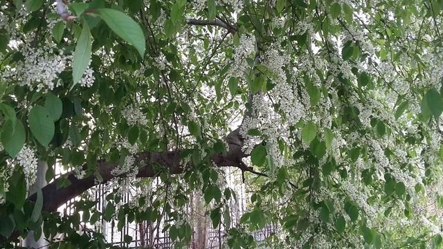 моя чита.mp4 смотреть онлайн