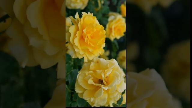 Rosa ‘Landora’ Yellow Roses: Plant смотреть онлайн