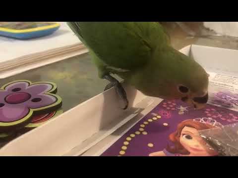 неразлучник выкормыш вместе с маленькой хозяйкой клеят стразы смотреть онлайн