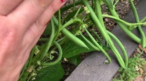 Фасоль стручковая кустовая оказалась супер растением для огорода без забот
