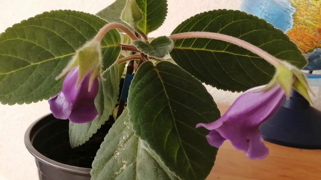 Глоксиния - синяя тидея смотреть онлайн