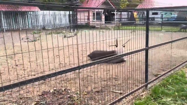 Зоопарк в п. Лесной (ХМАО) смотреть онлайн