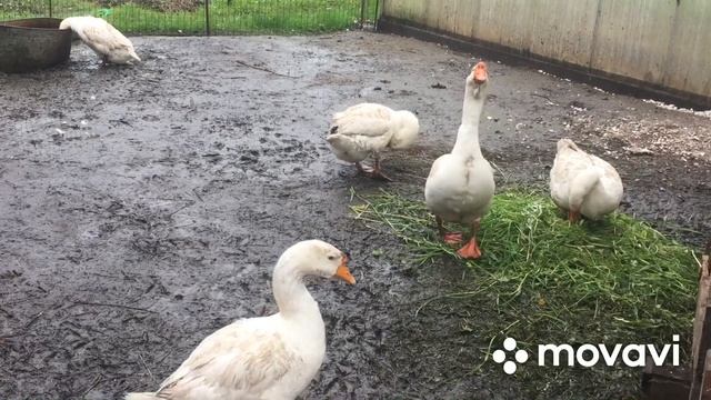 В чем причина не оплодотворения Яйца у Гусей/ Тонкости в содержании Гусей