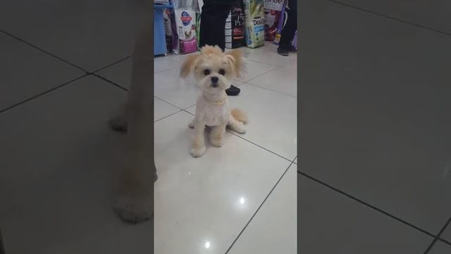 Мики помесь Шпица смотреть онлайн