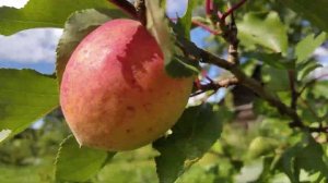 Абрикос "Триумф северный"! #абрикос #саженцы#