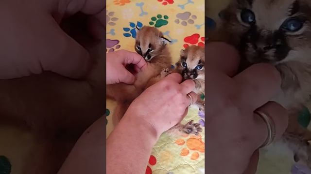 Очень маленькие Каракалы,Newborn Caracals are very cute. #cat #cute #caracal #каракал #animal #lion смотреть онлайн