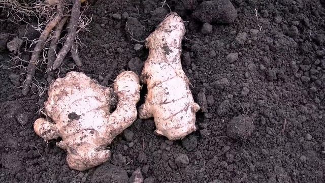 Имбирь,сбор "урожая" : ))) смотреть онлайн