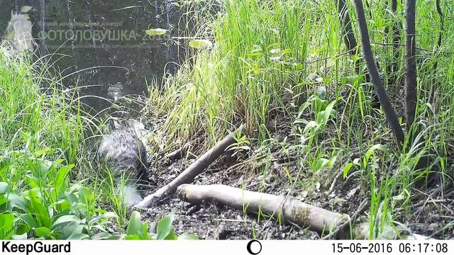 ID1461/Окский заповедник/Другие виды животных/Бобр отправляется в плавание смотреть онлайн