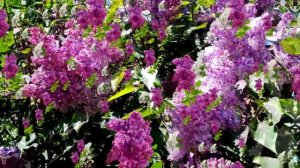 Видеофон!!! Цветущая сирень - футаж!!!