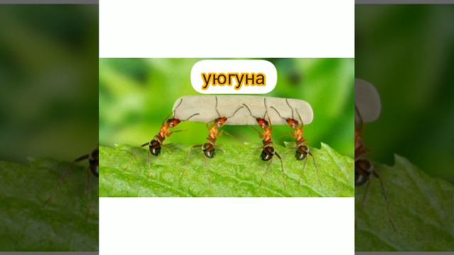 жат жазуу 2-класс смотреть онлайн