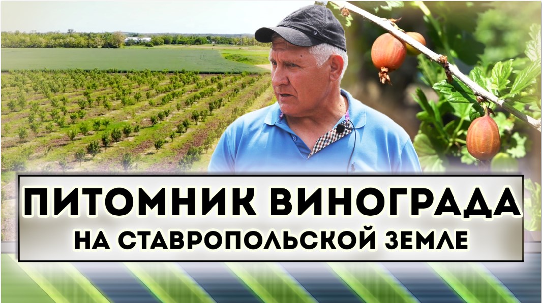 Как вырастить инжир и гранат в Ставрополье смотреть онлайн