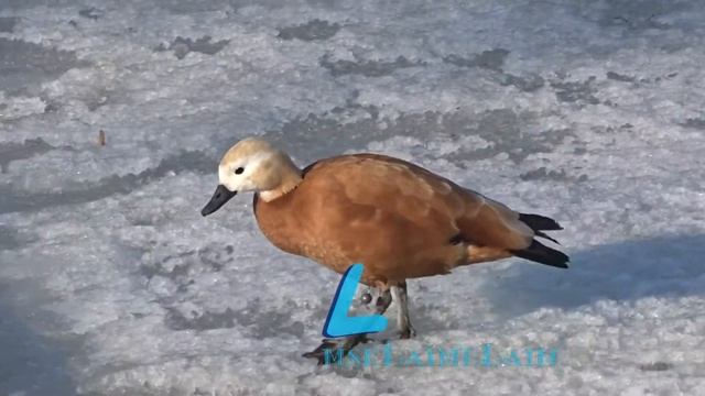 Огарь самка с крючком в боку в ЦПКиО им Горького смотреть онлайн