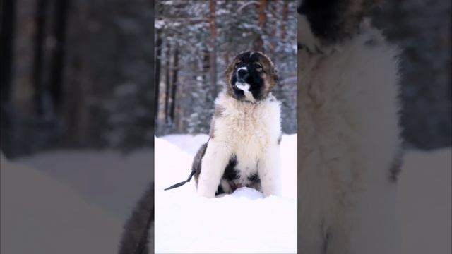 Юрген 3 мес