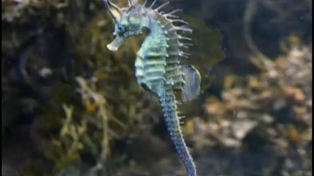 География выпуск 36. Обитатели морей и океанов часть 2