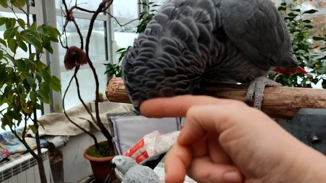 Как научить попугая разговаривать. Тоша и Кроша "зажигают".? смотреть онлайн