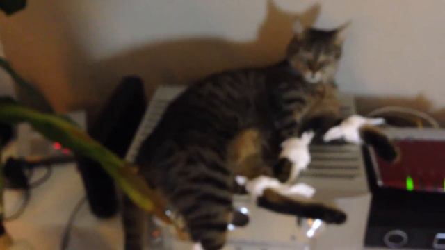 Lucky the Cat смотреть онлайн