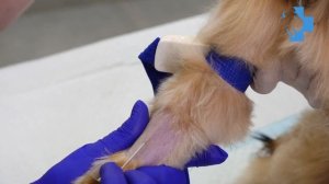 Постановка внутривенного катетера собаке