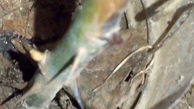 50 новых кустов из черенков на улице.Просыпаются после зимы- через 3 месяца будут цветы! смотреть онлайн