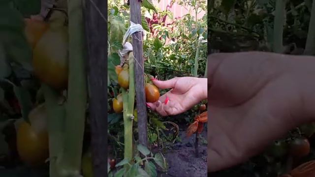 Первый судак в жару! )))