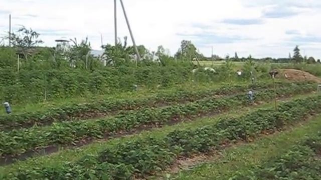 Земляника зефир ЯГОДЫ В НАШЕМ САДУ смотреть онлайн