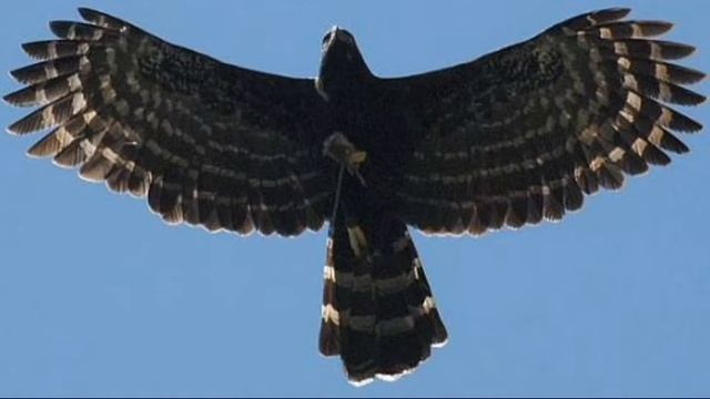 Юрий Кузнецов -《 Мужик 》: Стихи смотреть онлайн