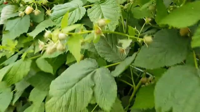 Саженцы малины Малиновая гряда (часть 1) смотреть онлайн