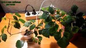 Циссус  :  в чем причина "листопада"   // Вопрос - ответ