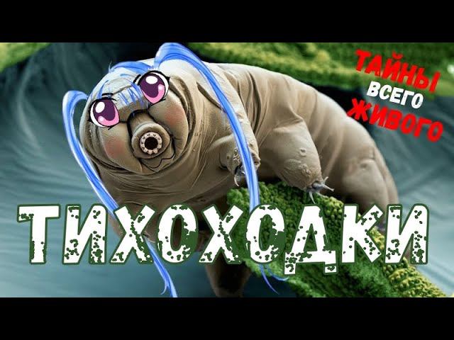 Самое неубиваемое существо: ТИХОХОДКА | #Тайны_всего_живого - 1 выпуск