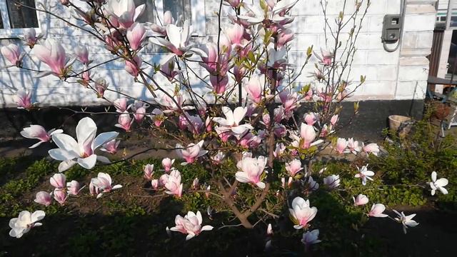 Магнолия цветёт 🌺🌺🌺🌺🌺🌺🌺🌺🌺🌺🌺🌺🌺🌺🌺🌺🌺🌺🌺🌺🌺🌺🌺 смотреть онлайн