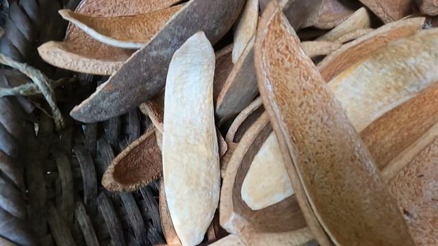 #മഹാഗണി | #MAHOGANY TREES | SWIETENIA MAHAGONI | KERALA | GO TROPICAL смотреть онлайн